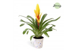 Vriesea intenso yellow Madeira potcover