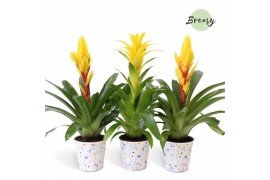 Bromelia mix Madeira potcover - Spring mix