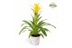 Guzmania deseo yellow Madeira potcover 