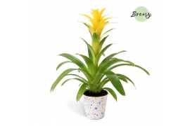 Guzmania deseo yellow Madeira potcover