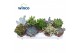 Succulenten mix 