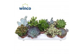 Succulenten mix