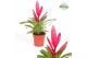 Vriesea intenso pink 