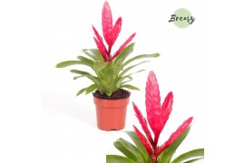 Vriesea intenso pink
