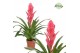 Vriesea Salima 