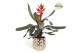 Aechmea pepita elegant flames Royal Crown keramiek 