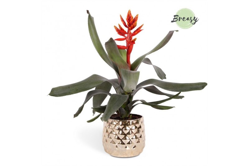 Aechmea pepita elegant flames Royal Crown keramiek Aechmea pepita elegant flames Royal Crown keramiek