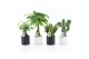 Kamerplanten mix asia mix in hainan keramiek 