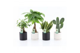 Kamerplanten mix asia mix in hainan keramiek