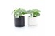 Pilea peperomioides in hainan keramiek 