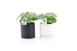 Pilea peperomioides in hainan keramiek