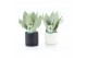 Sansevieria trifasciata moonshine in hainan keramiek 