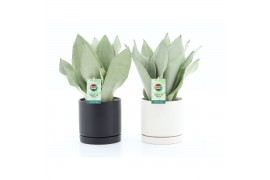 Sansevieria trifasciata moonshine in hainan keramiek