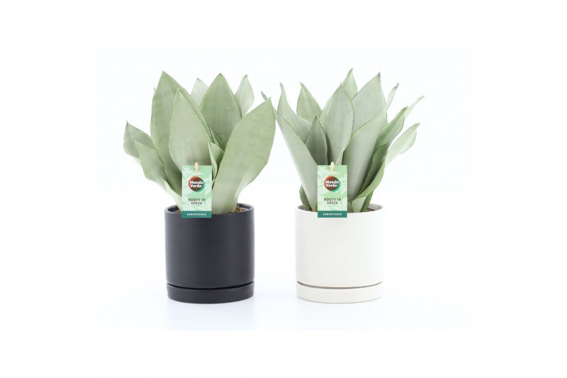Sansevieria trifasciata moonshine in hainan keramiek Sansevieria trifasciata moonshine in hainan keramiek