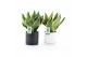 Sansevieria trifasciata futura superba in hainan keramiek 