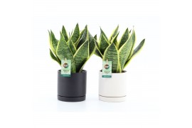 Sansevieria trifasciata futura superba in hainan keramiek