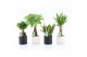 Kamerplanten mix amazone mix in hainan keramiek 