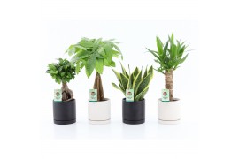 Kamerplanten mix amazone mix in hainan keramiek