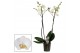 Phalaenopsis anthura madrid 2 tak, 14+ bloem - 60/65cm 