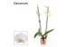 Phalaenopsis anthura madrid 2 tak, 16+ bloem - 60/65cm - Decorum 