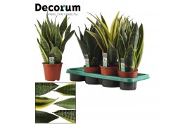 Sansevieria trifasciata super mix decorum