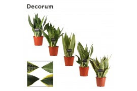 Sansevieria trifasciata super mix decorum