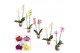 Phalaenopsis mix 2 tak, 12+ bloem - 50//55cm - Scenza 