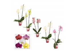 Phalaenopsis mix 2 tak, 12+ bloem - 50//55cm - Scenza