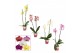Phalaenopsis mix 2 tak, 12+ bloem - 50//55cm - Scenza 