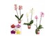 Phalaenopsis mix 2 tak, 12+ bloem - 50//55cm - Scenza 