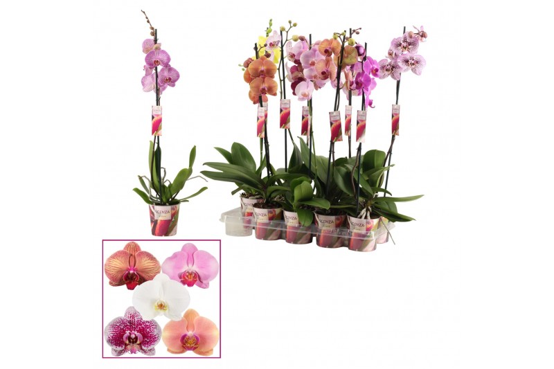 Phalaenopsis mix 1 tak, 6-8+ bloem - 55cm - Scenza 