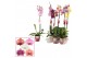 Phalaenopsis mix 1 tak, 6-8+ bloem - 55cm - Scenza 