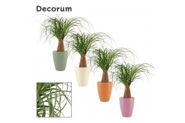 Beaucarnea recurvata recht  in carly dream spirit decorum
