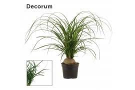 Beaucarnea recurvata bol decorum