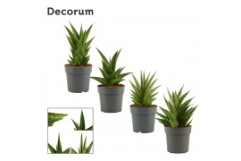 Sansevieria crown mix decorum