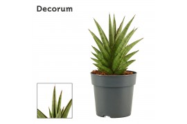 Sansevieria jewel crown decorum