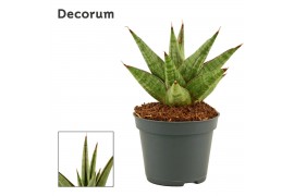 Sansevieria jewel crown decorum