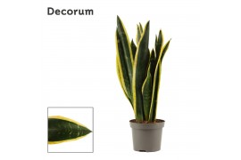 Sansevieria trifasciata back gold decorum