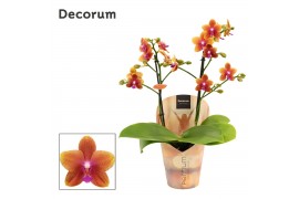 Phalaenopsis multiflora bolgheri perfíum 2 tak Decorum