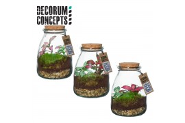 Arrangementen kamerplanten Terrarium IO (Decorum concepts)