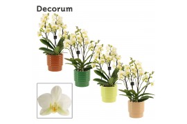 Phalaenopsis multiflora anthura lausanne dazzling 3-4 tak in Naemi (De