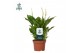Spathiphyllum chopin 8+ bloem - AirSoPure 