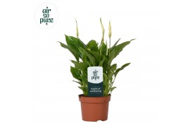 Spathiphyllum chopin 8+ bloem - AirSoPure