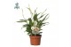 Spathiphyllum chopin 8+ bloem - AirSoPure + WOW etiket 