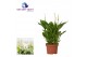 Spathiphyllum chopin 8+ bloem - Zonder hoes 