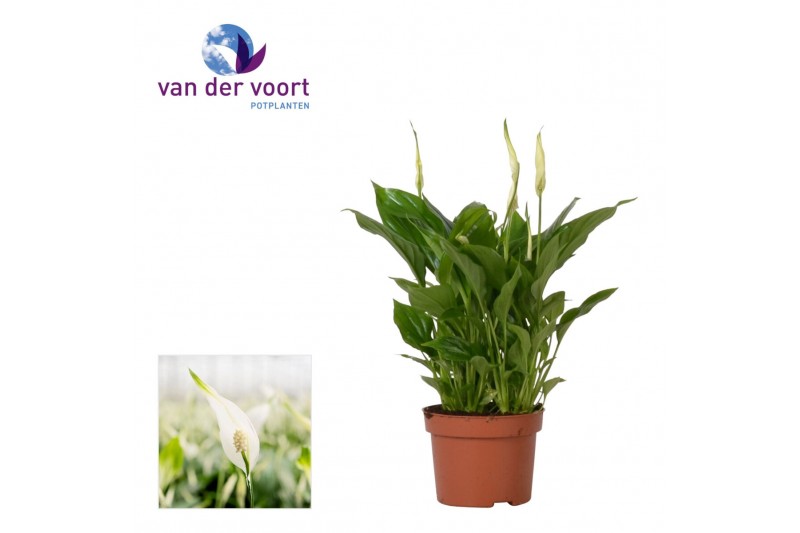 Spathiphyllum chopin 8+ bloem - Zonder hoes 