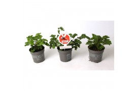 Pelargonium graveolens Anti-Mosquito mix