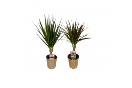Dracaena mix Enkel Stam - Marginata Mix