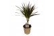 Dracaena marg. magenta Enkel Stam 