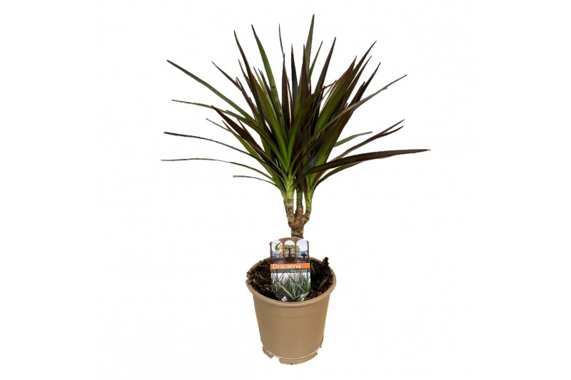 Dracaena marg. magenta Enkel Stam 